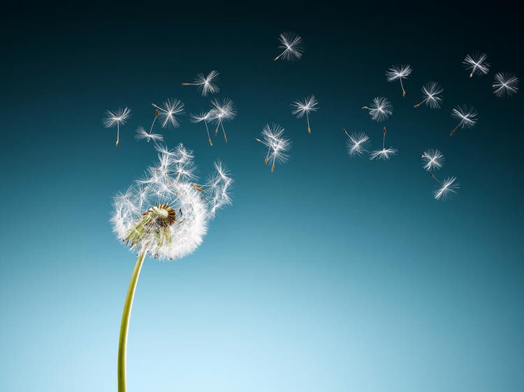 Dandelion seeds blowing on blue background