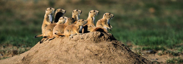 University of Arizona