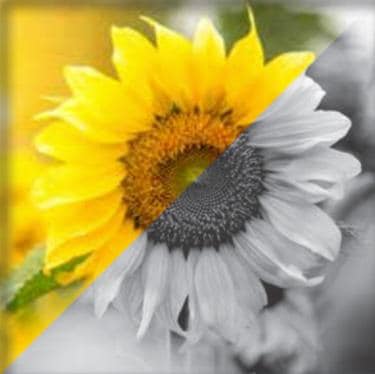 Sunflower color and grayscale