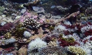 Coral Reef Diagnostics