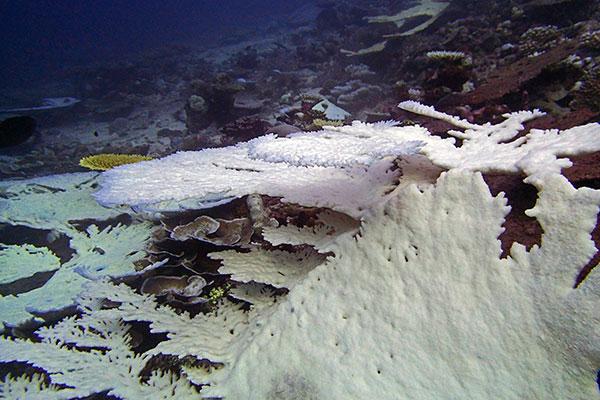Mass coral bleaching in the Peros Banhos region of the Chagos Archipelago in the Indian Ocean, summer 2015.
