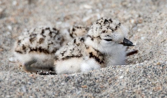 San Diego Zoo: Plover Chick