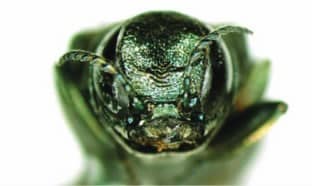 Close-up of insect head