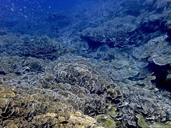Healthy corals at the base of an active volcano, Banda Islands, Maluku, Indonesia.