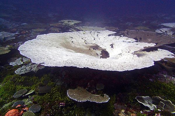 Mass coral bleaching in the Peros Banhos region of the Chagos Archipelago in the Indian Ocean, summer 2015.
