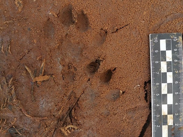 Animal Footprints measurement 