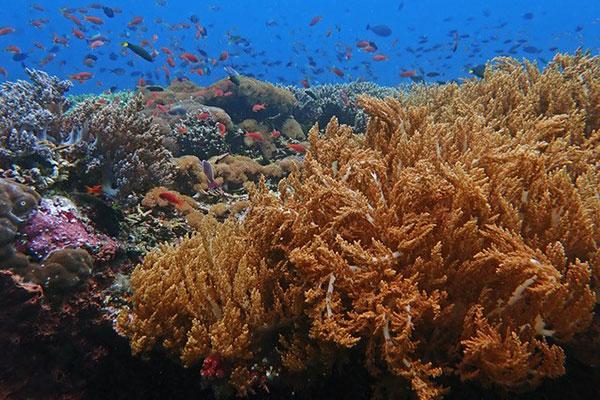 Acroporid corals off Komodo National Park, Nusa Tenggara, Indonesia