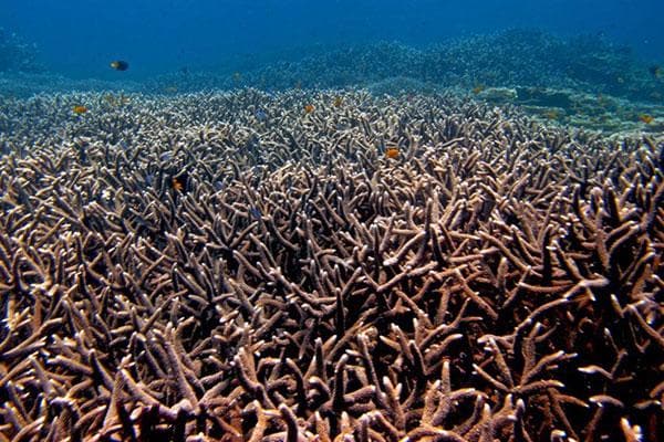 Acroporid corals off Raja Ampat, Papua, Indonesia