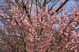 桜開花予想に用いる「600度の法則」を検討する