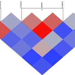 Triangular plots