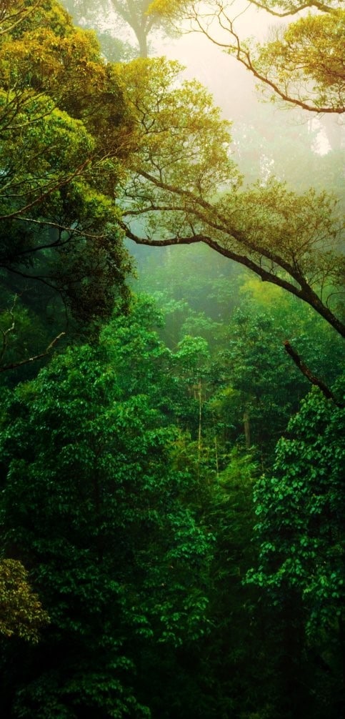 Floresta tropical